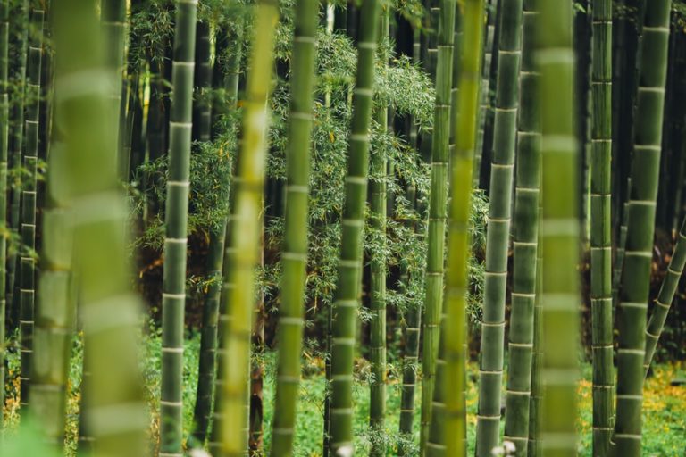 Bambusový úplet